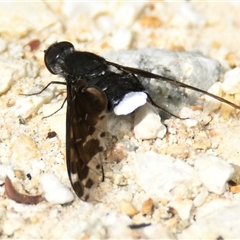 Bombyliidae (family) (Unidentified Bee fly) at Acton, ACT - 12 Mar 2025 by Thurstan