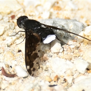 Bombyliidae (family) (Unidentified Bee fly) at Acton, ACT - Today by Thurstan