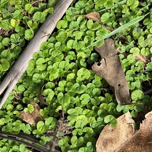 Dichondra repens (Kidney Weed) at Orangeville, NSW - 12 Mar 2025 by belleandjason