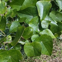 Unidentified Climber or Mistletoe at Hydes Creek, NSW - Today by jason_john