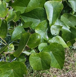 Stephania japonica var. discolor at Hydes Creek, NSW - 12 Mar 2025 01:50 PM