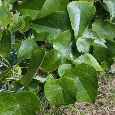 Unidentified Climber or Mistletoe at Hydes Creek, NSW - Today by jason_john