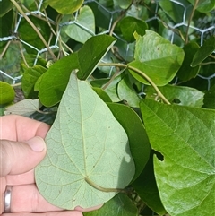 Stephania japonica var. discolor at Hydes Creek, NSW - 12 Mar 2025 01:50 PM