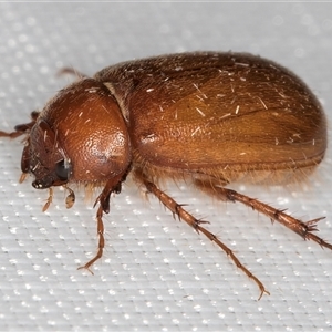 Unidentified Scarab beetle (Scarabaeidae) at Melba, ACT - 10 Mar 2025 by kasiaaus