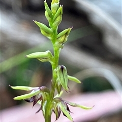 Corunastylis clivicola (Rufous midge orchid) at Hall, ACT - 12 Mar 2025 by strigo