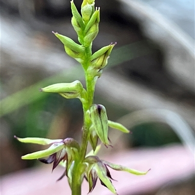 Corunastylis clivicola (Rufous midge orchid) at Hall, ACT - Today by strigo