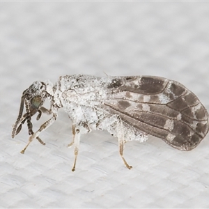 Unidentified Other Lacewing (several families) at Melba, ACT - 10 Mar 2025 by kasiaaus