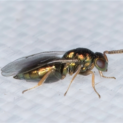 Chalcidoidea (superfamily) (A gall wasp or Chalcid wasp) at Melba, ACT - 10 Mar 2025 by kasiaaus