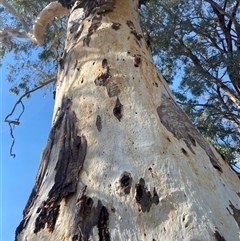 Unverified at suppressed - suppressed