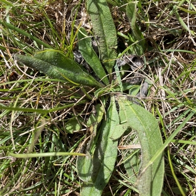 Echium vulgare (Vipers Bugloss) at Mount Clear, ACT - 18 Feb 2025 by JamesVandersteen