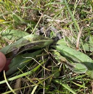 Echium vulgare at Mount Clear, ACT - 18 Feb 2025 09:42 AM