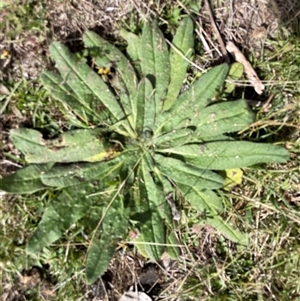 Echium vulgare at Mount Clear, ACT - 18 Feb 2025 09:42 AM