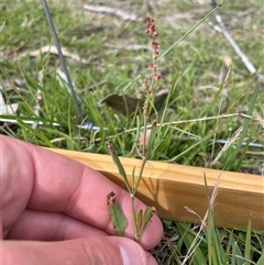 Rumex acetosella (Sheep Sorrel) at Mount Clear, ACT - 18 Feb 2025 by JamesVandersteen