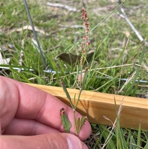 Rumex acetosella at Mount Clear, ACT - 18 Feb 2025 09:53 AM