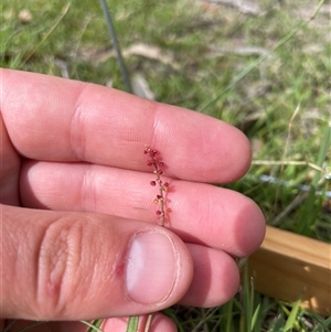 Rumex acetosella at Mount Clear, ACT - 18 Feb 2025 09:53 AM