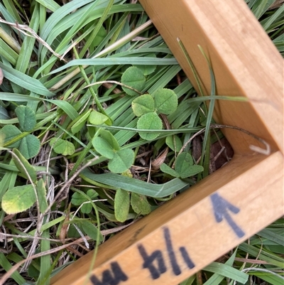 Trifolium sp. (Clover) at Mount Clear, ACT - 18 Feb 2025 by JamesVandersteen