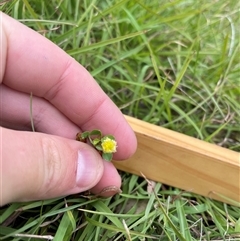 Trifolium campestre (Hop Clover) at Mount Clear, ACT - 18 Feb 2025 by JamesVandersteen