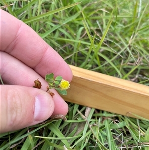 Trifolium campestre at Mount Clear, ACT - 18 Feb 2025 10:13 AM