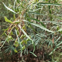 Lomatia myricoides (River Lomatia) at Uriarra Village, ACT - 6 Mar 2025 by Jackoserbatoio