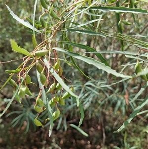 Lomatia myricoides at Uriarra Village, ACT - 6 Mar 2025 02:10 PM