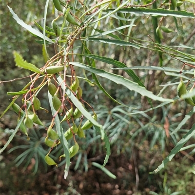 Lomatia myricoides (River Lomatia) at Uriarra Village, ACT - 6 Mar 2025 by Jackoserbatoio