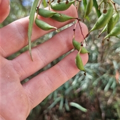 Lomatia myricoides at Uriarra Village, ACT - 6 Mar 2025 02:10 PM