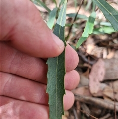 Lomatia myricoides at Uriarra Village, ACT - 6 Mar 2025 02:10 PM