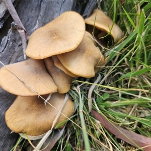 Armillaria luteobubalina (Australian Honey Fungus) at Tinderry, NSW - 12 Mar 2025 by Csteele4