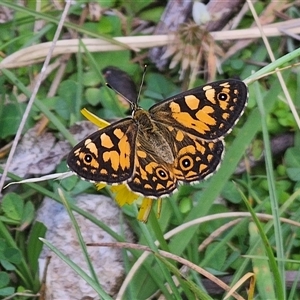 Oreixenica lathoniella at Tinderry, NSW - Yesterday 02:17 PM