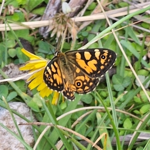 Oreixenica lathoniella at Tinderry, NSW - Yesterday 02:17 PM