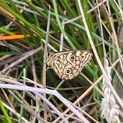 Oreixenica lathoniella at Tinderry, NSW - Yesterday 02:17 PM