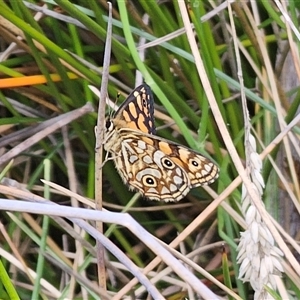 Oreixenica lathoniella at Tinderry, NSW - Yesterday 02:17 PM