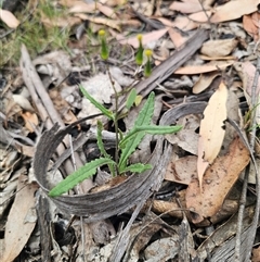 Senecio prenanthoides (Common Forest Fireweed) at Tinderry, NSW - Today by Csteele4