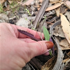 Senecio prenanthoides at Tinderry, NSW - 9 hrs ago