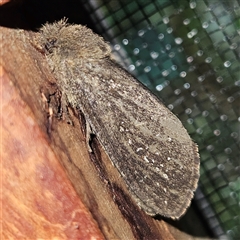 Oncopera (genus) (A Bardie moth) at Braidwood, NSW - 12 Mar 2025 by MatthewFrawley