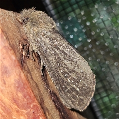 Oncopera (genus) at Braidwood, NSW - Yesterday 01:01 PM