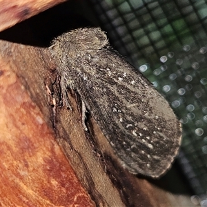 Oncopera (genus) at Braidwood, NSW - Yesterday 01:01 PM