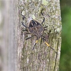 Unidentified Shield, Stink or Jewel Bug (Pentatomoidea) at Braidwood, NSW - Today by MatthewFrawley