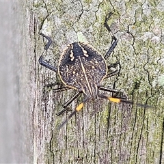 Poecilometis sp. (genus) at Braidwood, NSW - 10 hrs ago