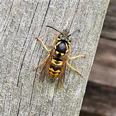 Vespula germanica (European wasp) at Braidwood, NSW - Yesterday by MatthewFrawley