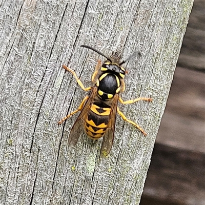 Vespula germanica (European wasp) at Braidwood, NSW - 12 Mar 2025 by MatthewFrawley