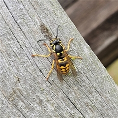 Vespula germanica at Braidwood, NSW - 12 Mar 2025 01:43 PM
