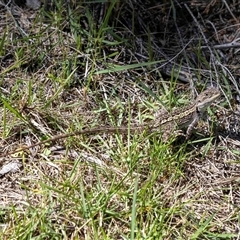 Amphibolurus muricatus at Tura Beach, NSW - suppressed