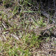 Amphibolurus muricatus at Tura Beach, NSW - suppressed