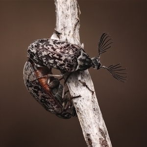 Ptilophorus sp. (genus) at Hawker, ACT - suppressed