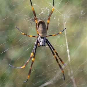 Nephila sp. (genus) by MarkT