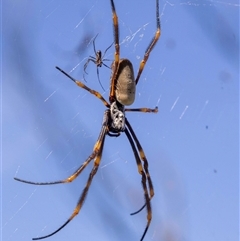 Trichonephila plumipes at Tura Beach, NSW - suppressed