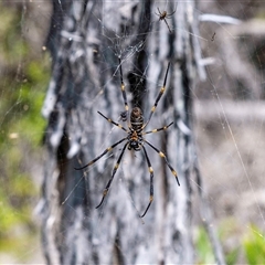 Nephila sp. (genus) by MarkT