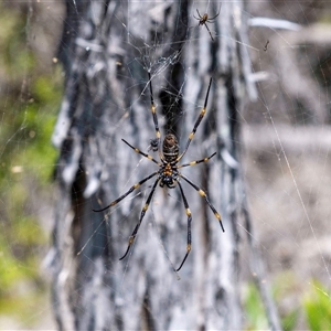 Nephila sp. (genus) by MarkT