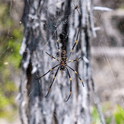 Nephila sp. (genus) by MarkT